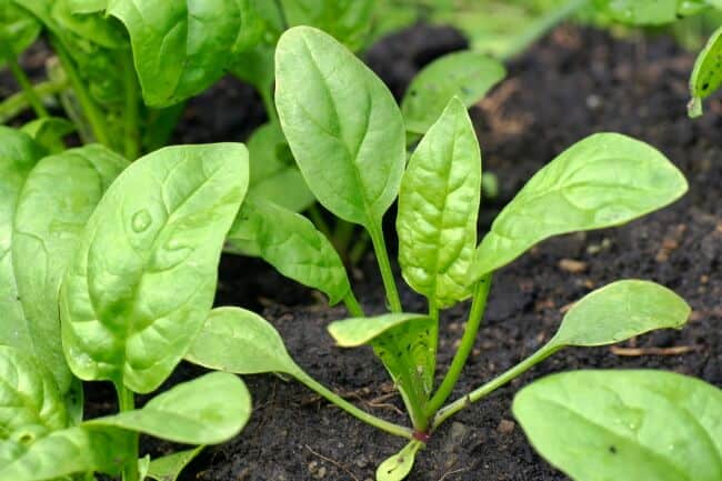 spinat plante
