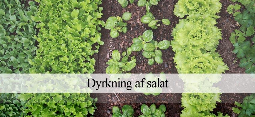 af salat - Såning, pasning & Havehandel.dk