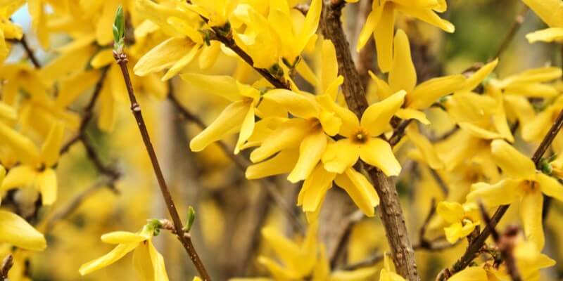 Forsythia