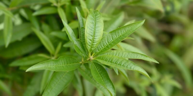 citronverbena