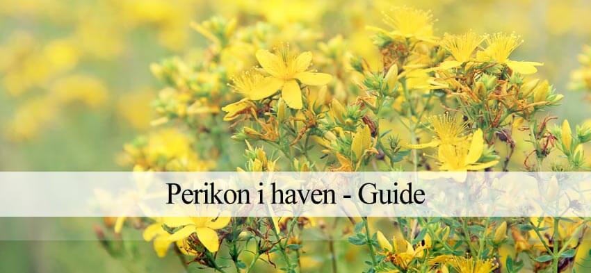 Perikon i (Komplet guide) - Havehandel.dk