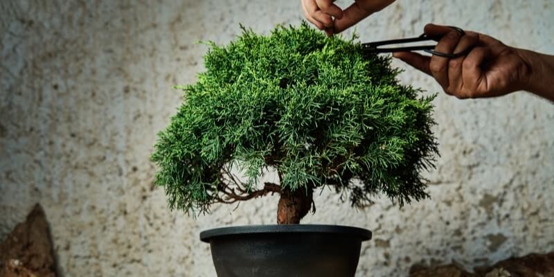 Beskæring af bonsai træ