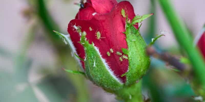 Bladlus på rose