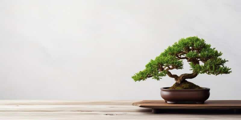 Bonsai Træ