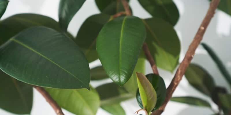 Ficus Elastica