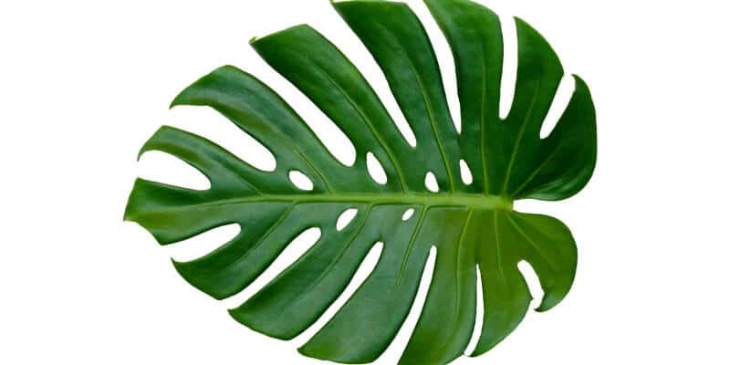 Monstera blad