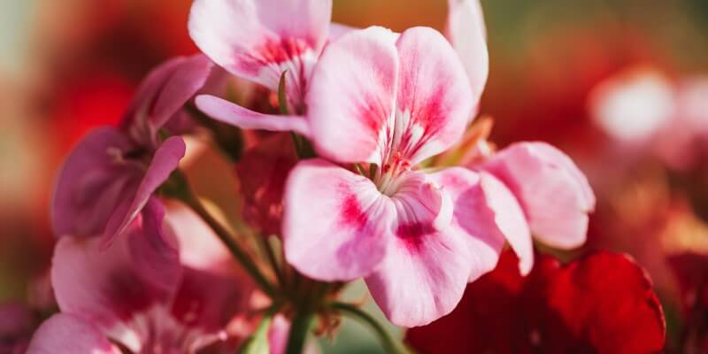 Pelargonier