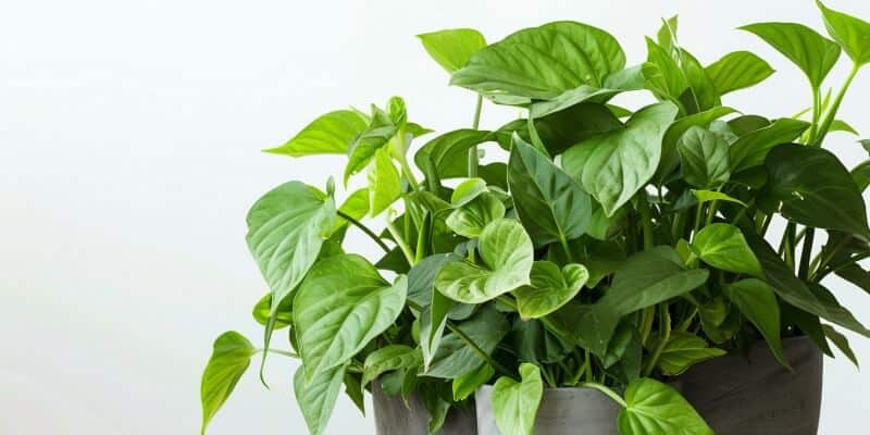 Philodendron