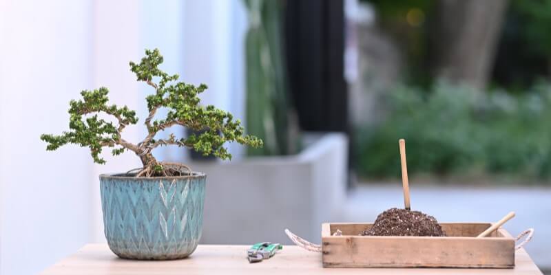 Plantning af bonsai træ