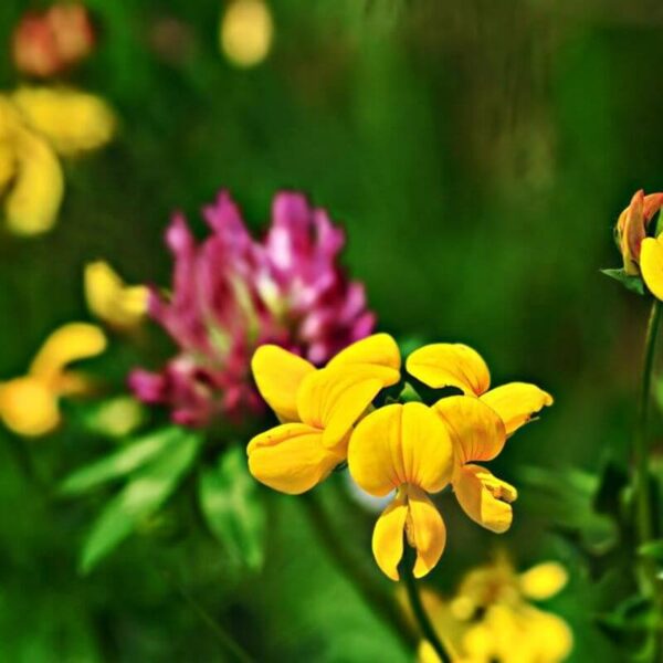 Blomster til bier og insekter