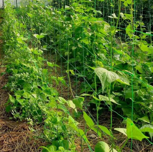 Espalier net